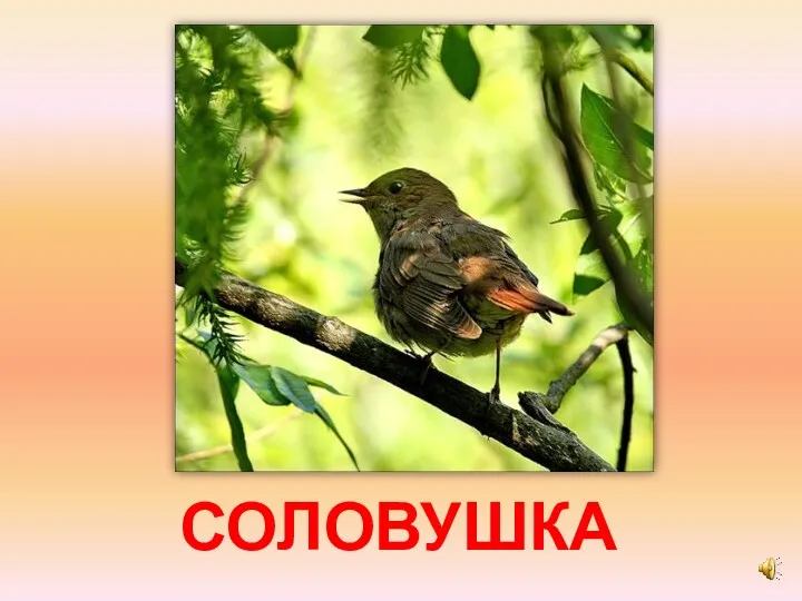 СОЛОВУШКА