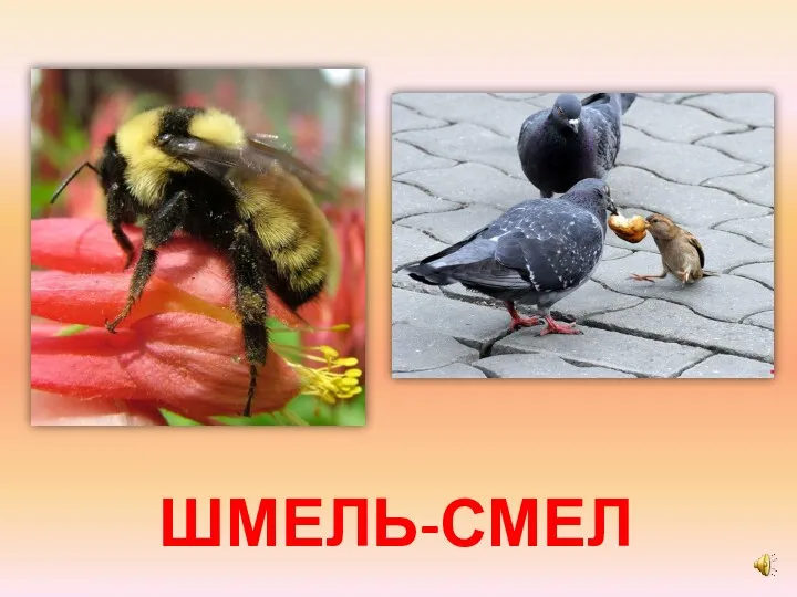 ШМЕЛЬ-СМЕЛ