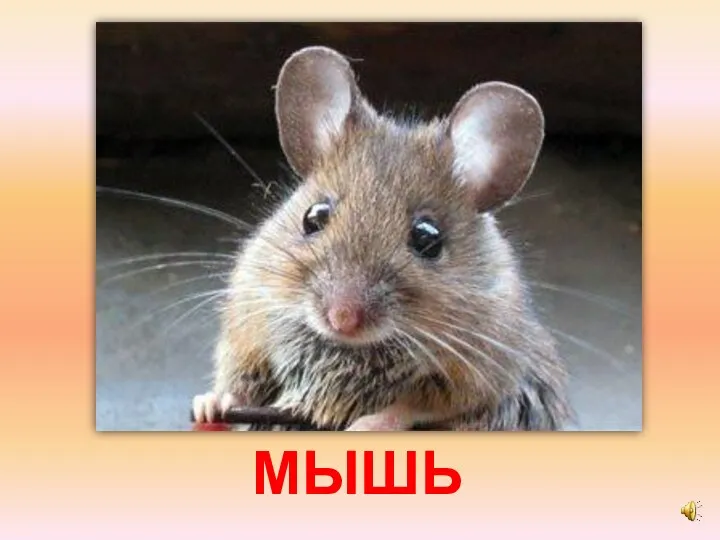 МЫШЬ