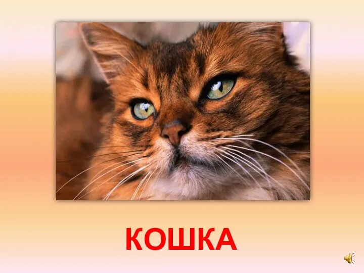 КОШКА