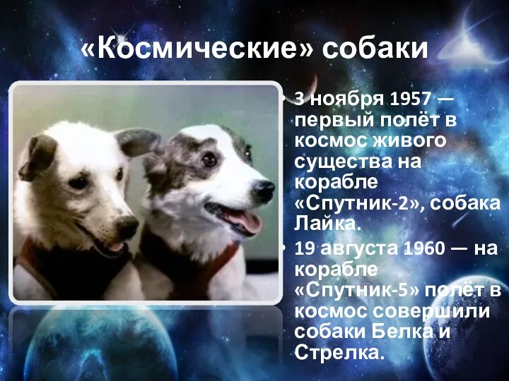 «Космические» собаки 3 ноября 1957 — первый полёт в космос