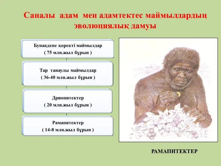 Саналы адам мен адамтектес маймылдардың эволюциялық дамуы РАМАПИТЕКТЕР