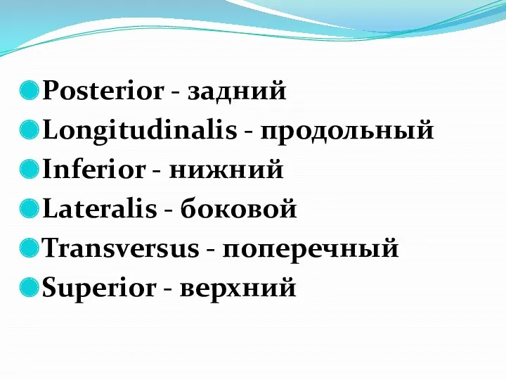 Posterior - задний Longitudinalis - продольный Inferior - нижний Lateralis