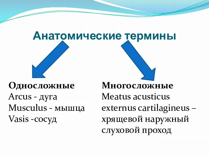 Анатомические термины Односложные Arcus - дуга Musculus - мышца Vasis