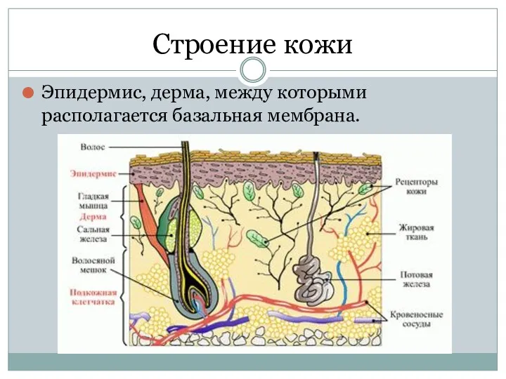 Строение кожи Эпидермис, дерма, между которыми располагается базальная мембрана.