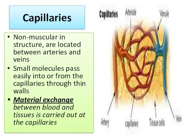 Capillaries Non-muscular in structure, are located between arteries and veins Small molecules pass