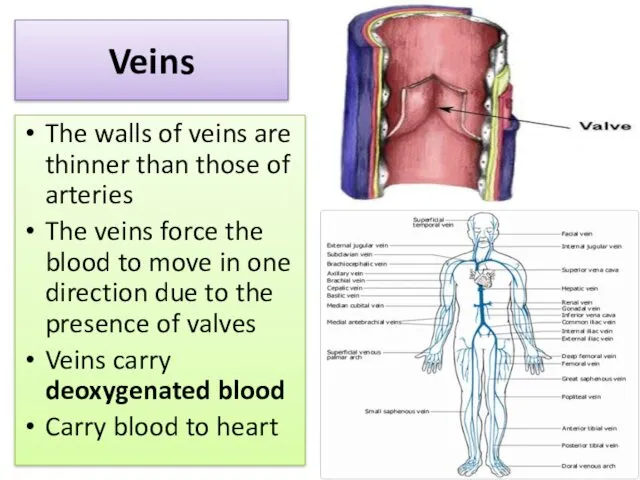 Veins The walls of veins are thinner than those of arteries The veins