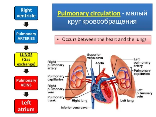 Pulmonary circulation - малый круг кровообращения Occurs between the heart and the lungs