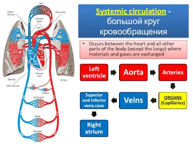 Systemic circulation - большой круг кровообращения Occurs between the heart and all other