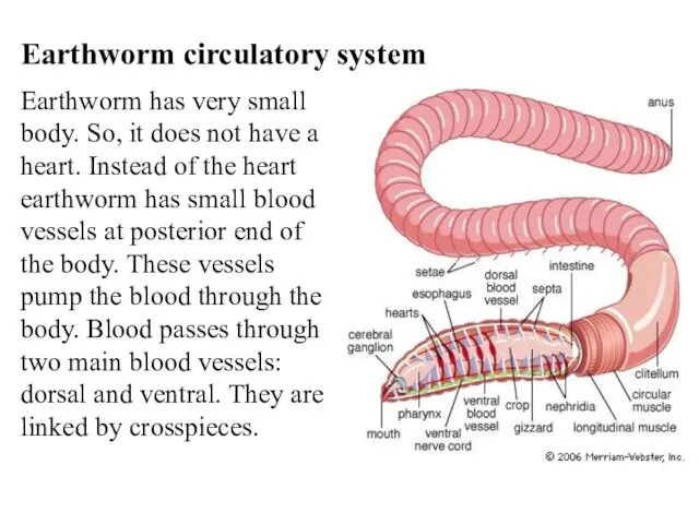 Earthworm circulatory system Earthworm has very small body. So, it does not have