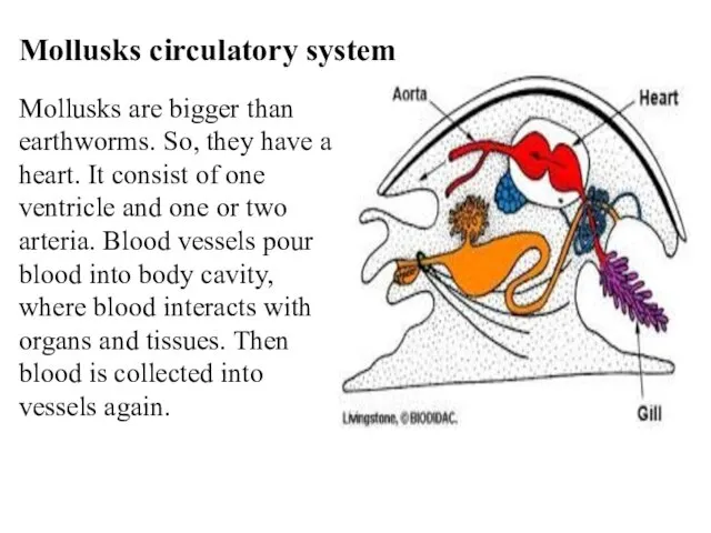 Mollusks circulatory system Mollusks are bigger than earthworms. So, they have a heart.