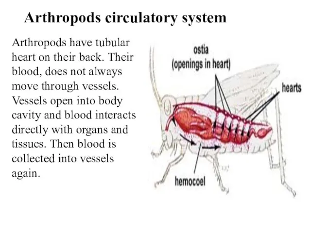 Arthropods circulatory system Arthropods have tubular heart on their back. Their blood, does