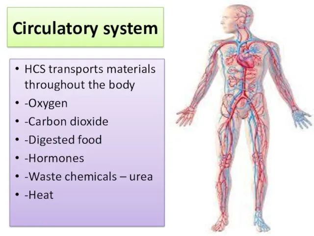 Circulatory system HCS transports materials throughout the body -Oxygen -Carbon dioxide -Digested food