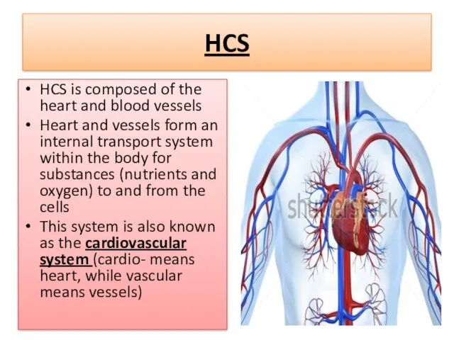 HCS HCS is composed of the heart and blood vessels Heart and vessels