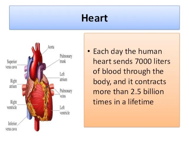 Heart Each day the human heart sends 7000 liters of blood through the