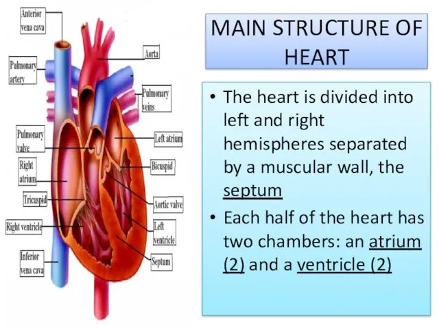 MAIN STRUCTURE OF HEART The heart is divided into left and right hemispheres