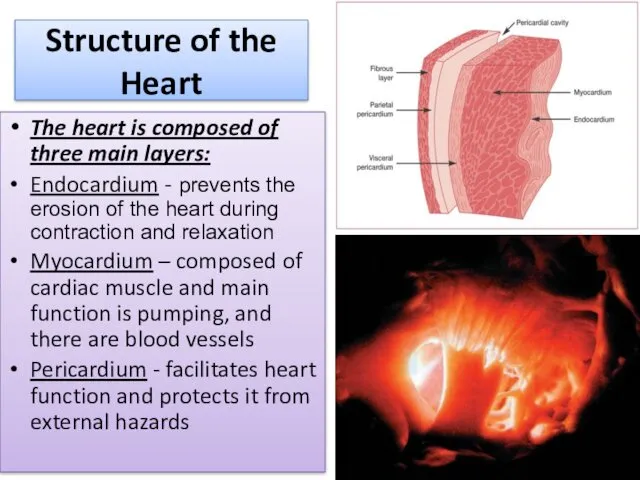 Structure of the Heart The heart is composed of three main layers: Endocardium
