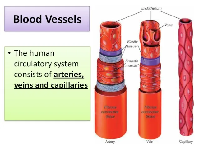 Blood Vessels The human circulatory system consists of arteries, veins and capillaries