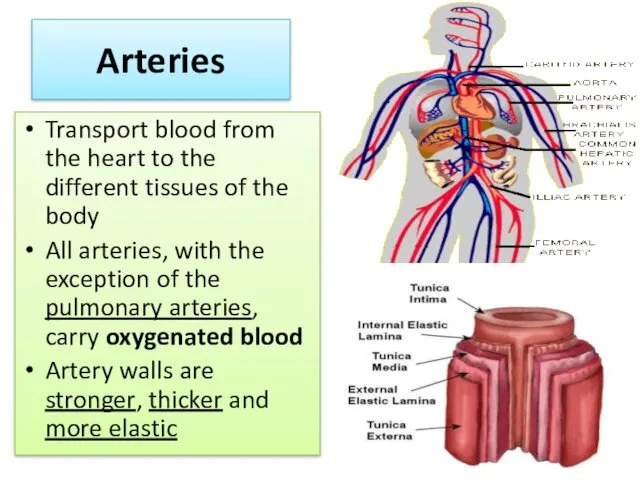 Arteries Transport blood from the heart to the different tissues of the body
