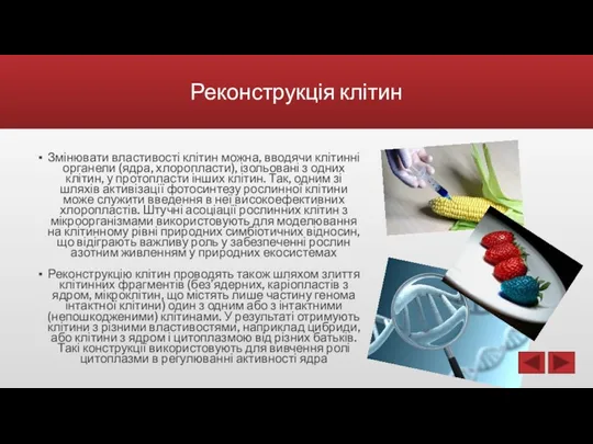 Реконструкція клітин Змінювати властивості клітин можна, вводячи клітинні органели (ядра,