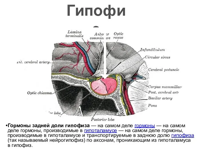 Гипофиз Гормоны задней доли гипофиза — на самом деле гормоны