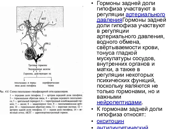 Гормоны задней доли гипофиза участвуют в регуляции артериального давленияГормоны задней