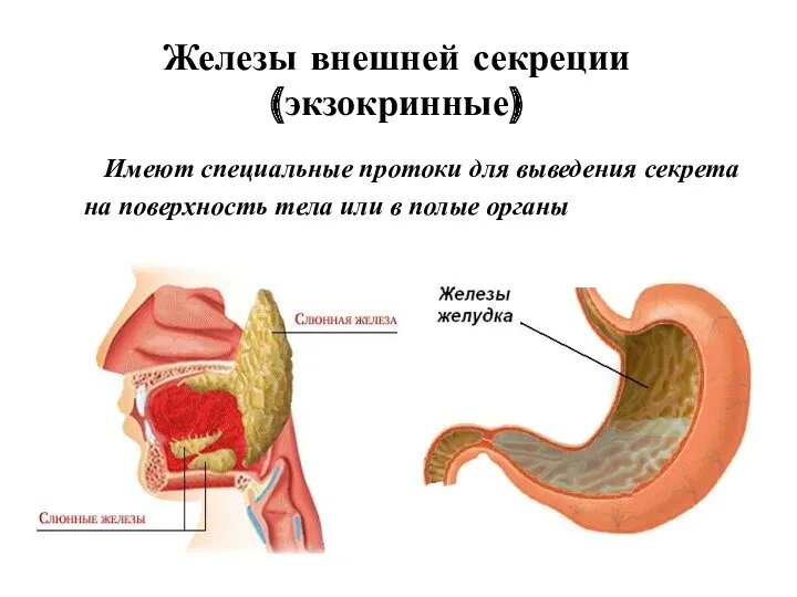 Железы внешней секреции (экзокринные) Имеют специальные протоки для выведения секрета