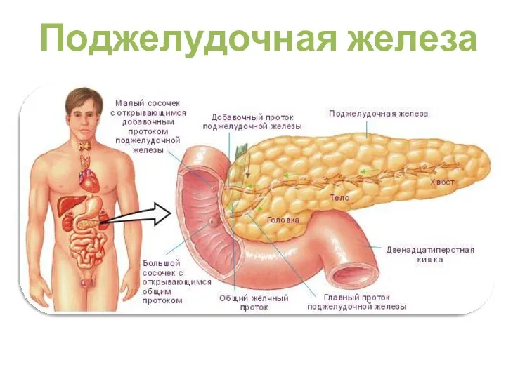 Поджелудочная железа