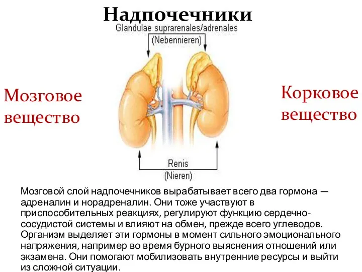 Надпочечники Мозговое вещество Корковое вещество Мозговой слой надпочечников вырабатывает всего