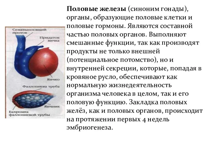 Половые железы (синоним гонады), органы, образующие половые клетки и половые