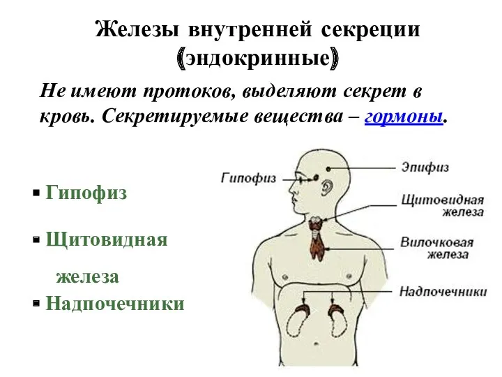 Железы внутренней секреции (эндокринные) Не имеют протоков, выделяют секрет в