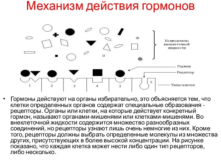 Механизм действия гормонов Гормоны действуют на органы избирательно, это объясняется