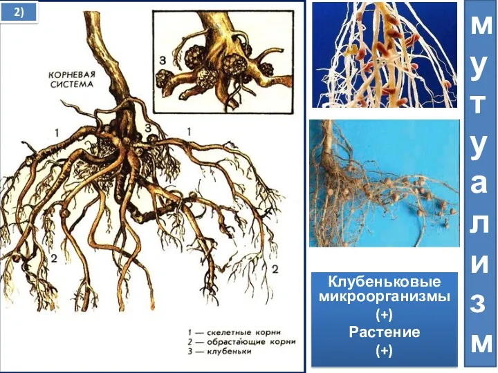 Клубеньковые микроорганизмы (+) Растение (+) мутуализм 2)