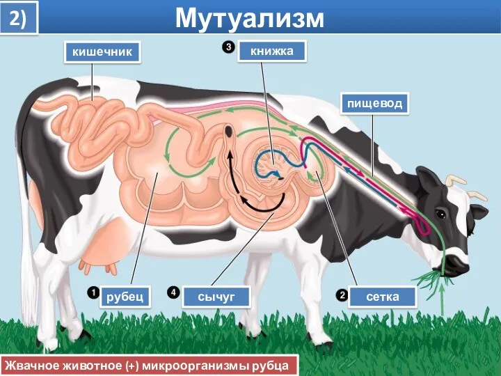 Мутуализм рубец кишечник книжка пищевод сычуг сетка 2) Жвачное животное (+) микроорганизмы рубца (+)