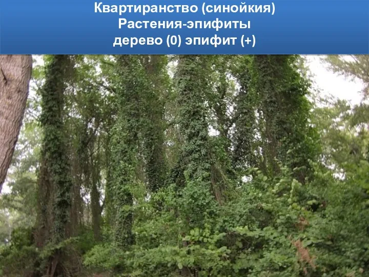 Квартиранство (синойкия) Растения-эпифиты дерево (0) эпифит (+)