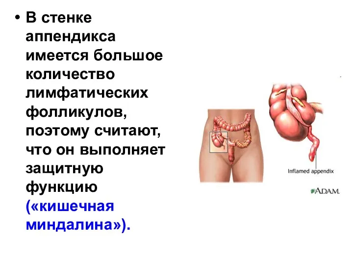 В стенке аппендикса имеется большое количество лимфатических фолликулов, поэтому считают,