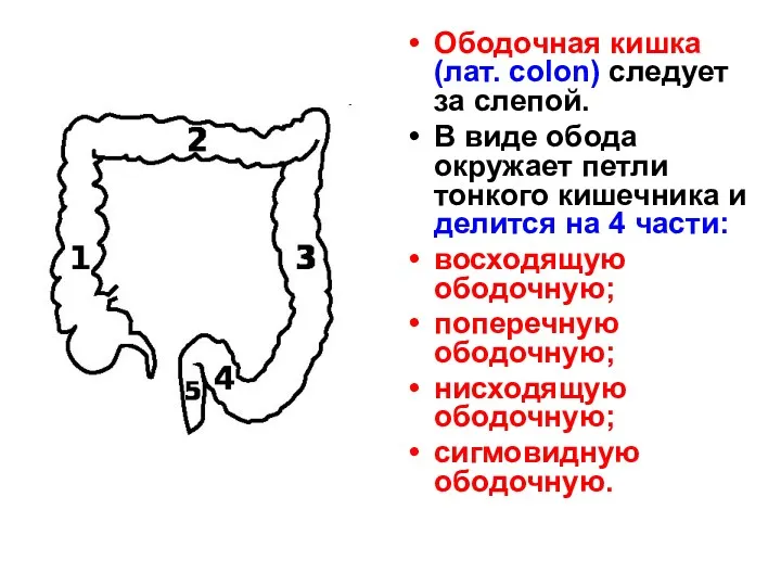 Ободочная кишка (лат. colon) следует за слепой. В виде обода