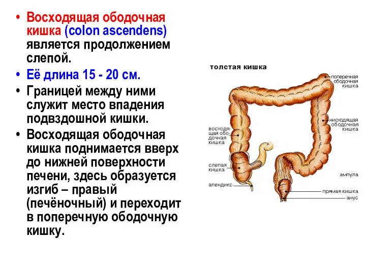 Восходящая ободочная кишка (colon ascendens) является продолжением слепой. Её длина