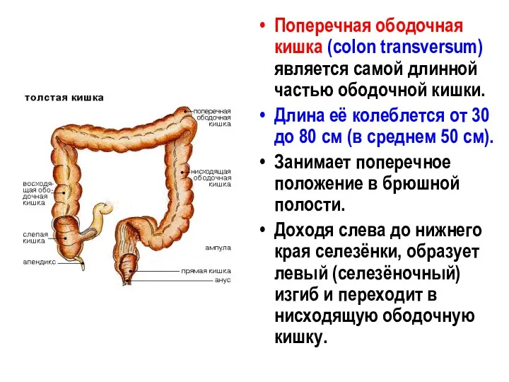 Поперечная ободочная кишка (colon transversum) является самой длинной частью ободочной