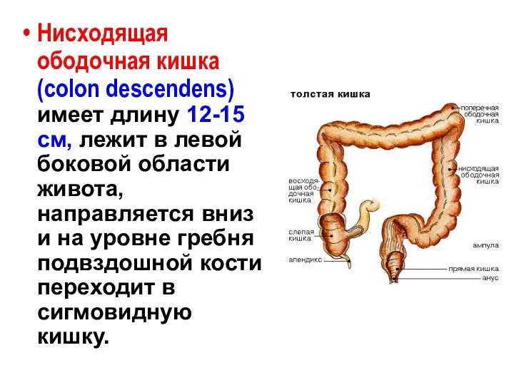 Нисходящая ободочная кишка (colon descendens) имеет длину 12-15 см, лежит