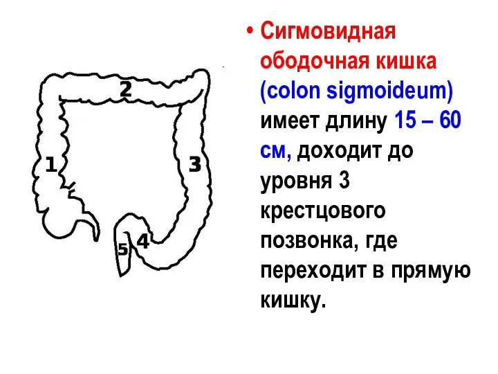 Сигмовидная ободочная кишка (colon sigmoideum) имеет длину 15 – 60