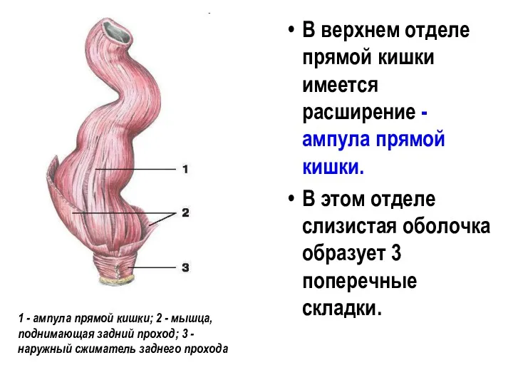 В верхнем отделе прямой кишки имеется расширение - ампула прямой