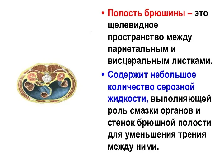 Полость брюшины – это щелевидное пространство между париетальным и висцеральным