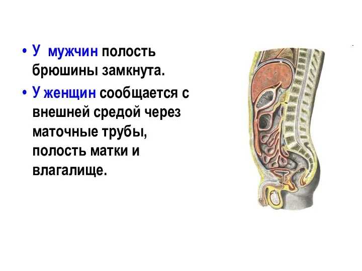 У мужчин полость брюшины замкнута. У женщин сообщается с внешней