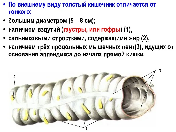 По внешнему виду толстый кишечник отличается от тонкого: большим диаметром