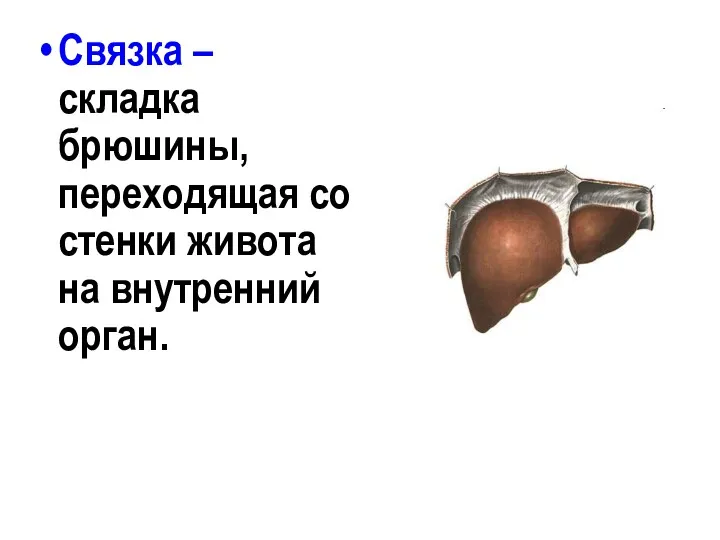 Связка – складка брюшины, переходящая со стенки живота на внутренний орган.