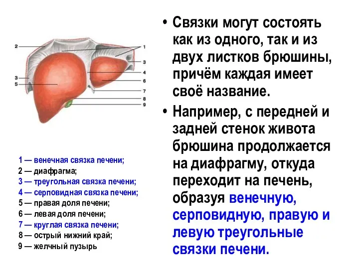 Связки могут состоять как из одного, так и из двух