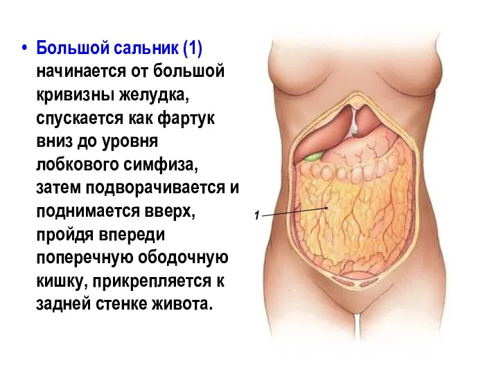 Большой сальник (1) начинается от большой кривизны желудка, спускается как