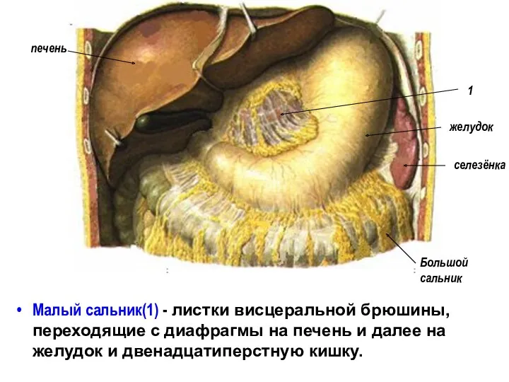 Малый сальник(1) - листки висцеральной брюшины, переходящие с диафрагмы на