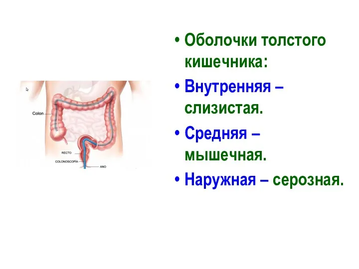 Оболочки толстого кишечника: Внутренняя – слизистая. Средняя – мышечная. Наружная – серозная.